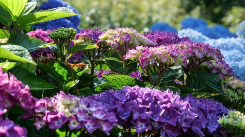 A close up image of pink and blue Hydrangea blossom surrounded by greenery
